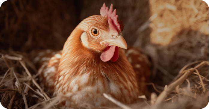 Poultry Insurance